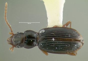 Media type: image;   Entomology 602220 Aspect: habitus dorsal view